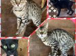 Bengals - Bengal Cat For Sale/Service - FL, US