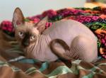 Marcus - Sphynx Cat For Sale - Norwalk, CT, US