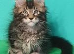 Casanova - Maine Coon Cat For Sale - Hollywood, FL, US