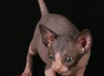 Spark Lee - Sphynx Cat For Sale - Norwalk, CT, US