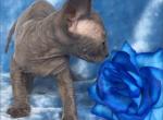 Pamela - Sphynx Cat For Sale - Pembroke Pines, FL, US