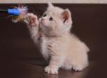 Smartik - Munchkin Cat For Sale - Norwalk, CT, US