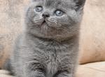 Vegas - British Shorthair Cat For Sale - Miami, FL, US