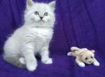 Ametist - Siberian Cat For Sale - Norwalk, CT, US