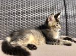 Toretto - Maine Coon Cat For Sale - Miami, FL, US