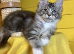 Zahara - Maine Coon Cat For Sale - Hollywood, FL, US