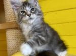 Satir poly - Maine Coon Cat For Sale - Hollywood, FL, US