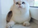 Ketti - British Shorthair Cat For Sale - Miami, FL, US