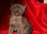 Emmanuel - European Burmese Cat For Sale - ID, US