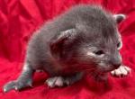 Jasmine and Jarrah available kitens - Oriental Cat For Sale - Buffalo, NY, US