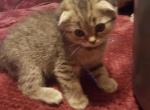 Lika - Scottish Fold Cat For Sale - Philadelphia, PA, US