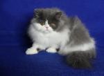 Polya - Persian Cat For Sale - Yucca Valley, CA, US