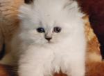 Sweet CFA Registered Blue Point Himalayan Kitten - Himalayan Cat For Sale - Perry, FL, US