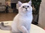 Amur Siberian - Siberian Cat For Sale - Norwalk, CT, US