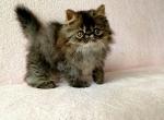 Winston - Persian Cat For Sale - Hollywood, FL, US