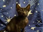 Phoebe - Oriental Cat For Sale - Buffalo, NY, US