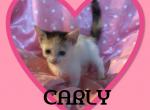 Carly - Munchkin Cat For Sale - FL, US