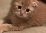 Sun - Scottish Fold Cat For Sale - Philadelphia, PA, US