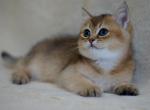 Hristofer - British Shorthair Cat For Sale - Miami, FL, US