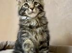 Laryfin - Maine Coon Cat For Sale - Hollywood, FL, US