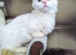 Goblin - Munchkin Cat For Sale - Joplin, MO, US