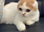 Seville Scottish fold - Scottish Straight Cat For Sale - Norwalk, CT, US