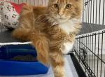 Asti - Maine Coon Cat For Sale - Hollywood, FL, US