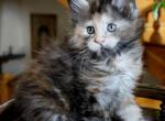 Businka - Maine Coon Cat For Sale - Hollywood, FL, US