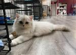 Unikum - British Shorthair Cat For Sale - Miami, FL, US