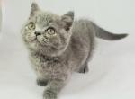 Oliver Blue Exotic Shorthair Munchkin - Munchkin Cat For Sale - Ava, MO, US