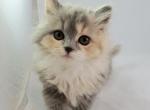 Molly - Munchkin Cat For Sale - Ava, MO, US