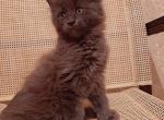 Aton - Maine Coon Cat For Sale - Hollywood, FL, US