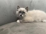 Snippy - Ragdoll Cat For Sale - Mount Vernon, WA, US