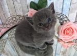 Katya - Munchkin Cat For Sale - Joplin, MO, US