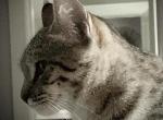 Murphy - Pixie-Bob Cat For Sale - WA, US