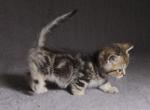 Ramoza - Munchkin Cat For Sale - Norwalk, CT, US