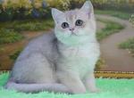 Sidney - British Shorthair Cat For Sale - NY, US