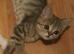 Misha - Scottish Fold Cat For Sale - Philadelphia, PA, US