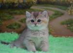 Sam - British Shorthair Cat For Sale - NY, US