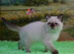 Tutti - Scottish Straight Cat For Sale - NY, US