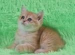 Sindi - Scottish Straight Cat For Sale - NY, US