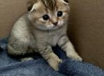 Lola - Scottish Fold Cat For Sale - Philadelphia, PA, US