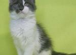 Jack - Maine Coon Cat For Sale - Miami, FL, US