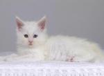 Nat - Maine Coon Cat For Sale - Hollywood, FL, US