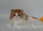 Dodick - Persian Cat For Sale - Yucca Valley, CA, US