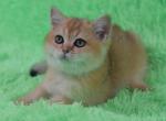 Sergio - British Shorthair Cat For Sale - NY, US