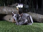 Black Mamba - Sphynx Cat For Sale - Norwalk, CT, US