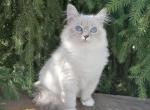 Ursula - Siberian Cat For Sale - Norwalk, CT, US