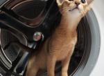 Ameli Abyssinian Female - Abyssinian Cat For Sale - Bayville, NJ, US