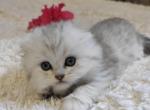 Cherry - Scottish Fold Cat For Sale - Hollywood, FL, US